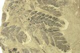 Pennsylvanian Fossil Seed Fern (Alethopteris) - Kansas #264892-1